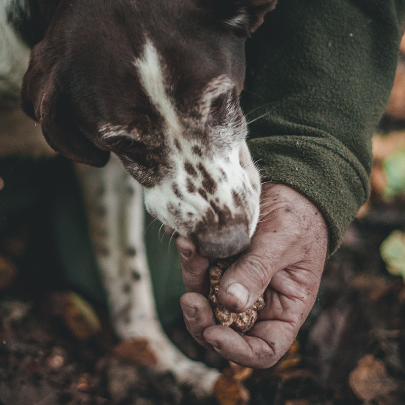 A truffle‑hunting dog
